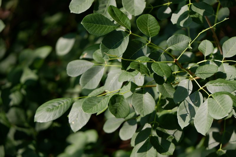 Fraxinus albicans, photographed by Bonnie Semmling
