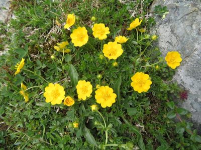 Potentilla aurea, photographed by Marco Mussita