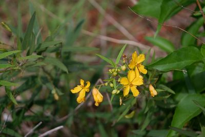 Senna roemeriana, photographed by Bonnie Semmling