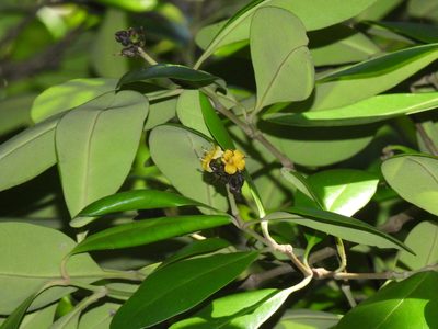 Avicennia marina, photographed by Samuel Lee