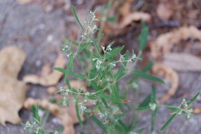 Euphorbia angusta, photographed by Bonnie Semmling