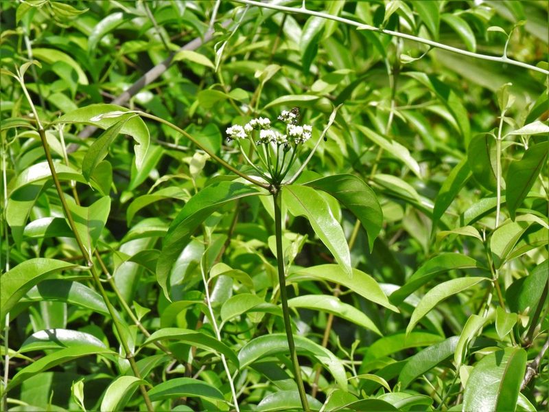 Gynochthodes umbellata, photographed by Samuel Lee