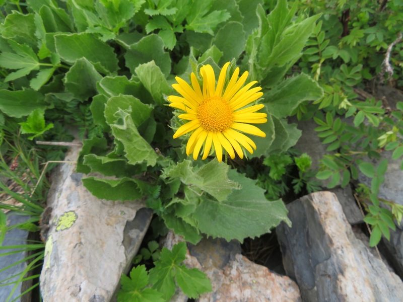 Doronicum grandiflorum, photographed by Marco Mussita