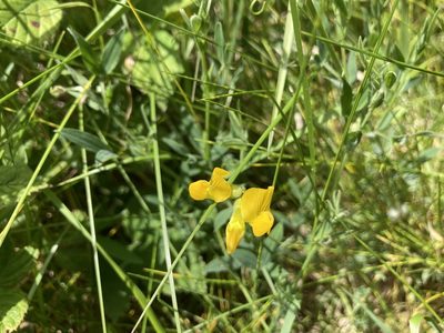 Lathyrus pratensis, photographed by Lee