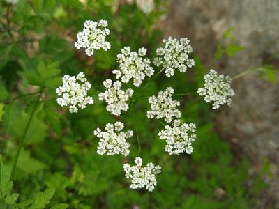 Chaerophyllum temulum, photographed by Stefan Haag