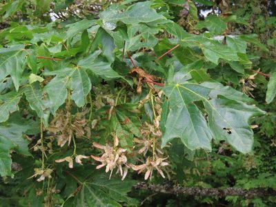 Acer macrophyllum, photographed by Erin Springinotic