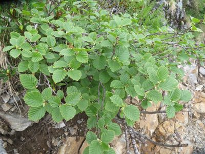 Alnus alnobetula, photographed by Marco Mussita