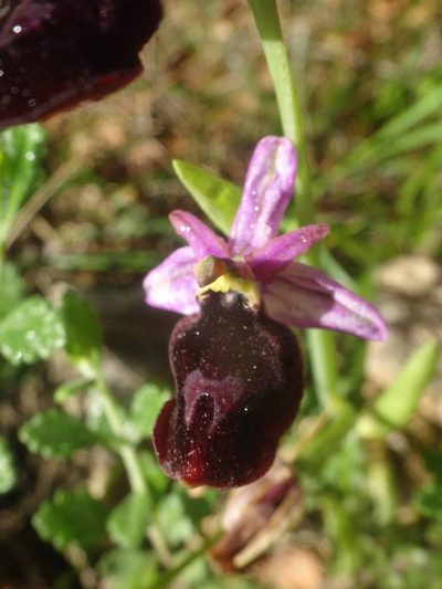Ophrys ferrum-equinum, photographed by Ben Costamagna