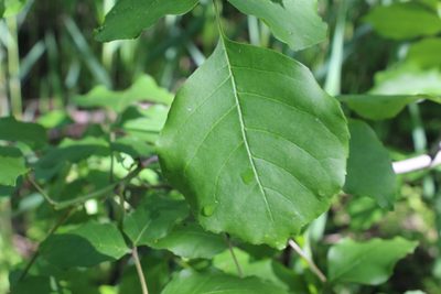 Fraxinus pennsylvanica, photographed by Michelle Norcéide