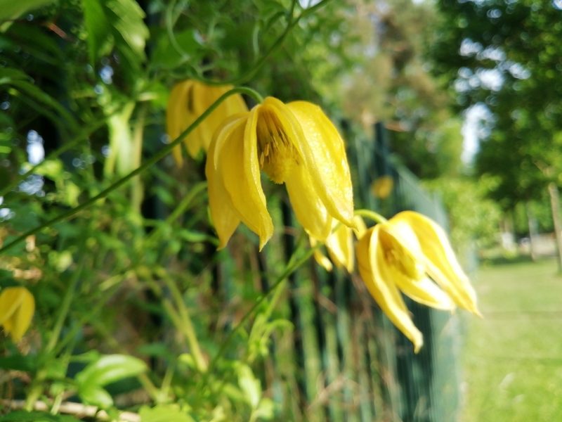 Clematis tangutica, photographed by Petra Caltová