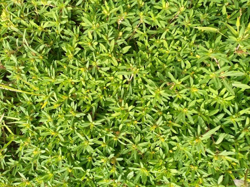Pectis prostrata, photographed by Mohammed Kamal-Deen Fuseini