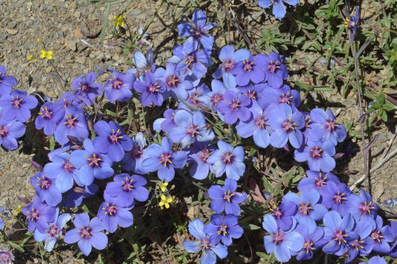 Lysimachia monelli, photographed by Mourad Harzallah