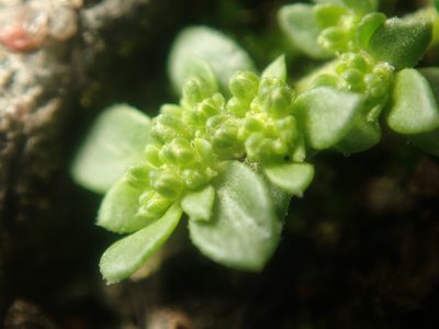 Herniaria glabra, photographed by Alexis Tinker-Tsavalas