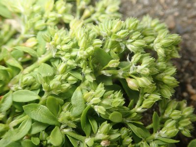 Polycarpon tetraphyllum, photographed by Alexis Tinker-Tsavalas