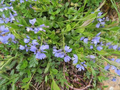 Polygala alpestris, photographed by Marco Mussita