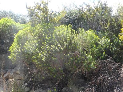 Euphorbia hierosolymitana, photographed by Ben Costamagna