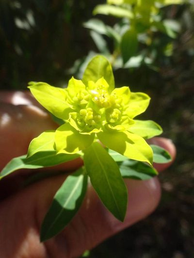 Euphorbia hierosolymitana, photographed by Ben Costamagna