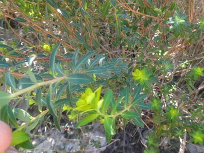 Euphorbia hierosolymitana, photographed by Ben Costamagna