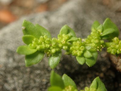 Herniaria glabra, photographed by Alexis Tinker-Tsavalas