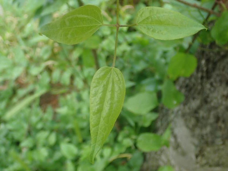 Clematis vitalba, photographed by Alexis Tinker-Tsavalas