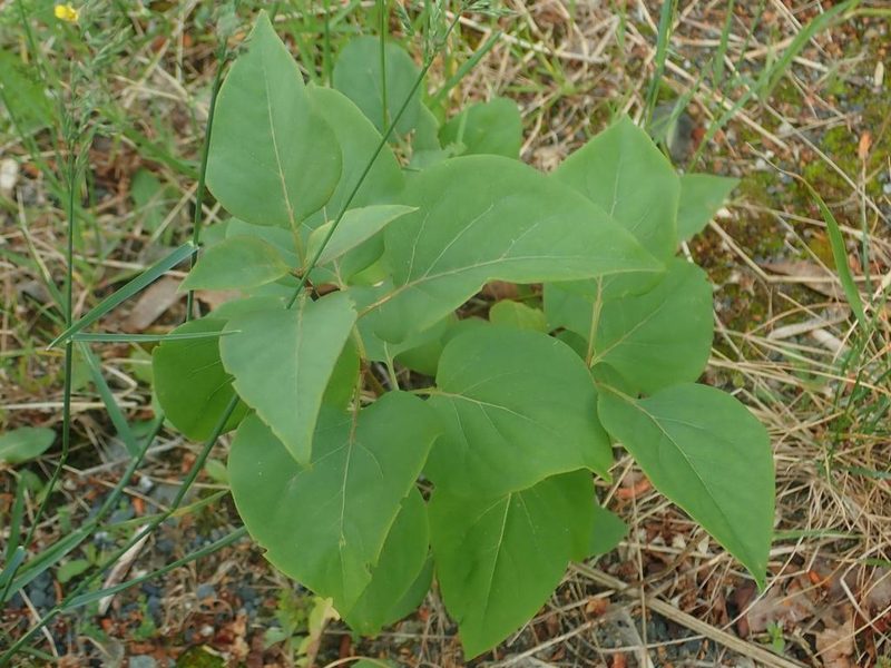Syringa vulgaris, photographed by Alexis Tinker-Tsavalas