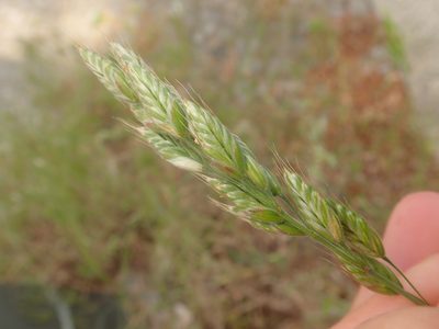 Bromus hordeaceus, photographed by Alexis Tinker-Tsavalas