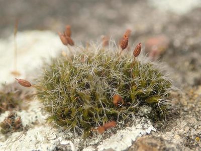 Grimmia pulvinata, photographed by Alexis Tinker-Tsavalas