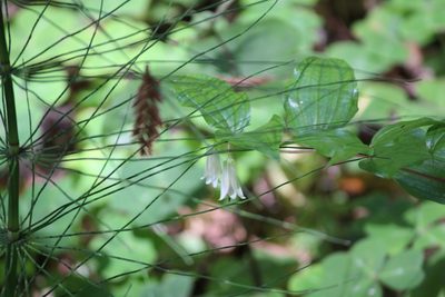 Prosartes smithii, photographed by Ashwin Srinivasan