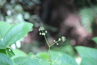 Aralia californica, photographed by Ashwin Srinivasan