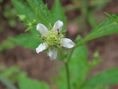 Geum canadense, photographed by geosesarma
