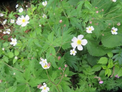 Ranunculus platanifolius, photographed by Marco Mussita