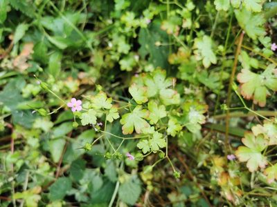 Geranium lucidum