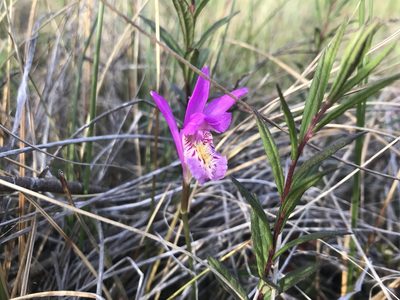 Arethusa bulbosa, photographed by Lucian Vazquez