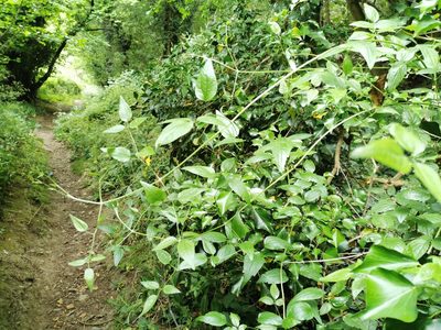 Clematis vitalba, photographed by Rachel Webster