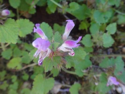 Lamium garganicum, photographed by Ben Costamagna