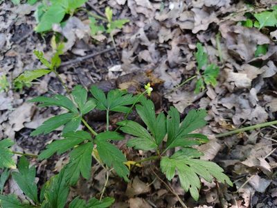 Anemonoides nemorosa, photographed by aga_l_
