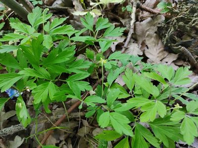 Anemonoides nemorosa, photographed by aga_l_