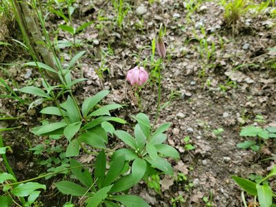 Lilium martagon, photographed by Elias