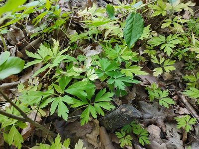 Anemonoides nemorosa, photographed by aga_l_
