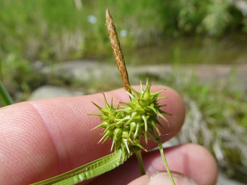 Carex flava, photographed by Bruce Cook