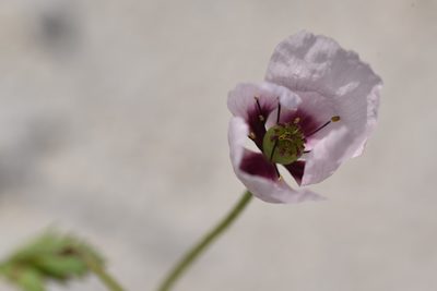 Papaver somniferum, photographed by Jacqueline Jeanne