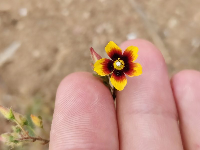 Tuberaria guttata, photographed by Vicente Lopes