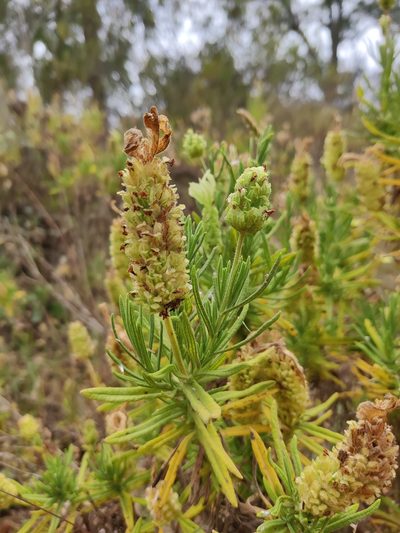 Lavandula viridis, photographed by Vicente Lopes