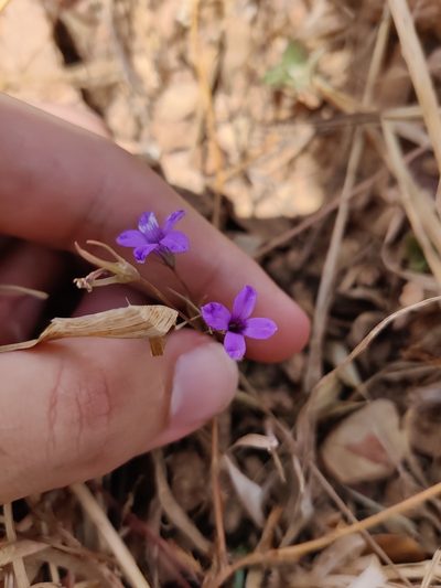Campanula lusitanica, photographed by Vicente Lopes