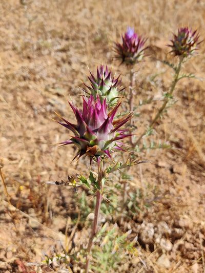 Cynara algarbiensis, photographed by Vicente Lopes