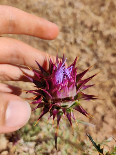 Cynara algarbiensis, photographed by Vicente Lopes