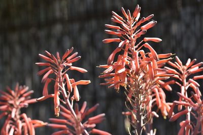 Aloe maculata, photographed by Jacqueline Jeanne