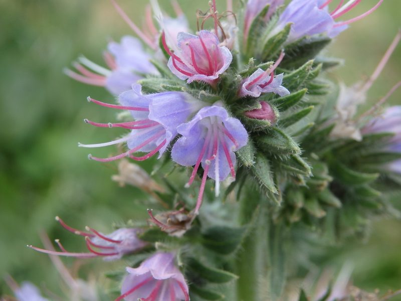 Echium lusitanicum, photographed by Carminda Santos