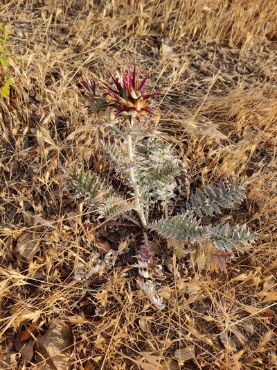 Cynara algarbiensis, photographed by Vicente Lopes