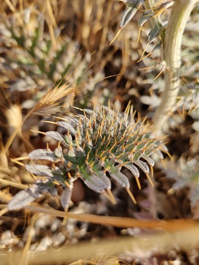 Cynara algarbiensis, photographed by Vicente Lopes